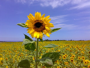 yellow and green sunflower under blue sky picture during daytime HD wallpaper