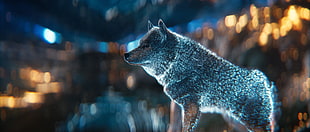 blue wolf, wolf HD wallpaper