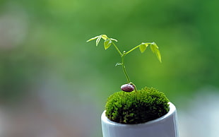 green leafed plant, plants, macro