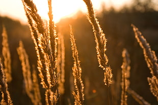 silhouette of grass during golden hour time photo HD wallpaper