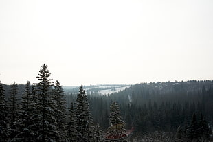 pine tree forest during foggy day HD wallpaper