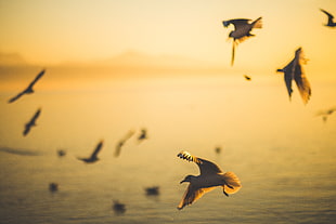 flock of gull flying above calm body of water HD wallpaper