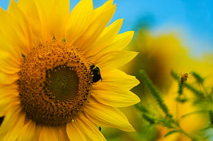 sunflower with bee during daytime HD wallpaper