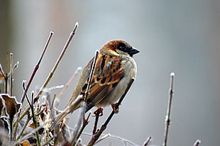 Sparrow perched on stem HD wallpaper