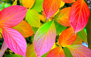 close up view of pink, green and red leaves HD wallpaper