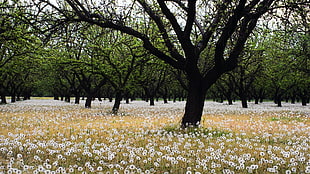 white petaled flower with trees, trees, flowers, nature, landscape HD wallpaper