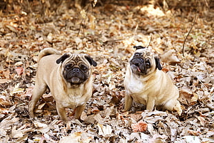 two adult fawn pugs HD wallpaper