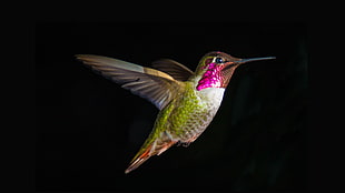 brown and green hummingbird, nature, black HD wallpaper