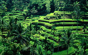 green leafed palm trees, terraced field, Bali, Indonesia HD wallpaper