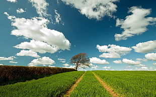 rice field, landscape, trees, field, clouds HD wallpaper