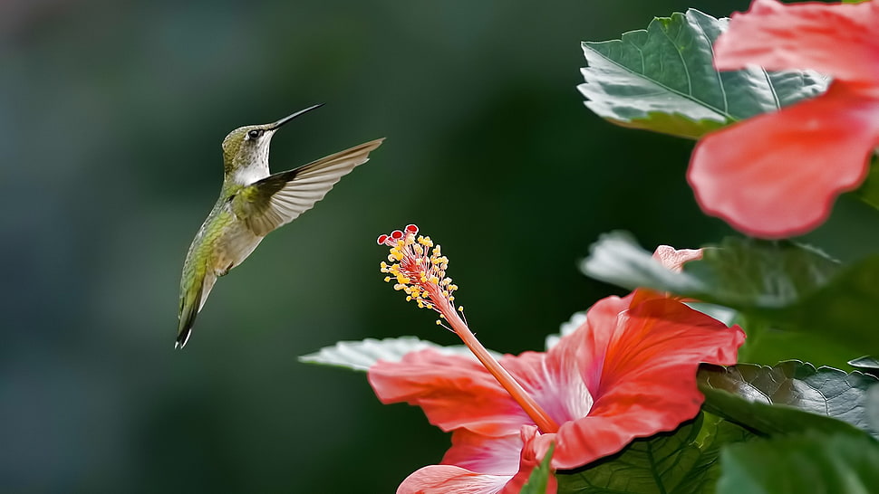 brown hummingbird, hummingbirds, flowers HD wallpaper