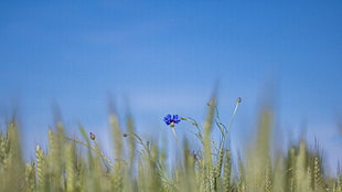 selective focus photography of blue petaled flower