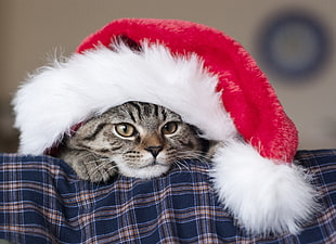 silver Tabby car on blue textile