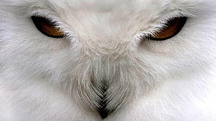 white barn owl, animals, birds, owl HD wallpaper