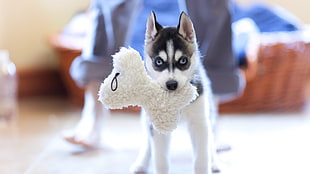 black Siberian husky puppy, dog, Siberian Husky , animals, puppies