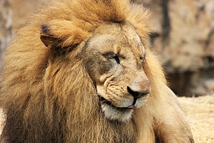 brown lion, Lion, Predator, Muzzle HD wallpaper