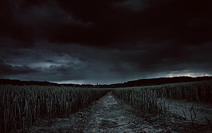 grayscale photo of grass field, field, grass, sky