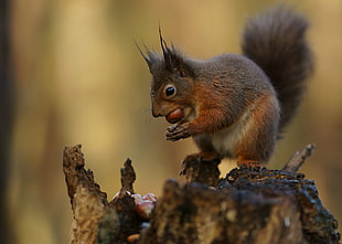 close up photo of squirrel eating nuts HD wallpaper