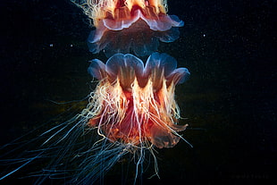jellyfish illustration HD wallpaper
