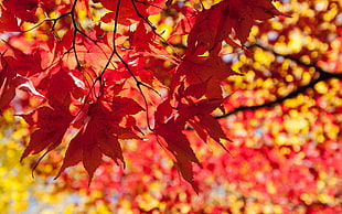 maple tree, photography, leaves, branch, depth of field