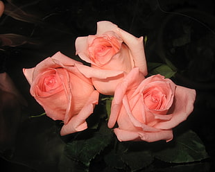 bouquet three pink roses HD wallpaper