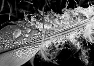 grayscale photo of feather