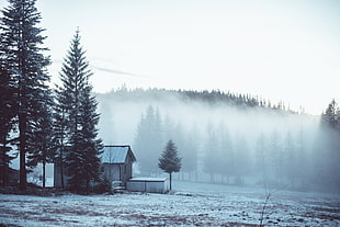 concrete house near foggy pine forest under white sky