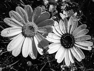 grayscale photo of two sunflowers with dew HD wallpaper