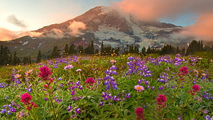 pink and purple flower fields HD wallpaper