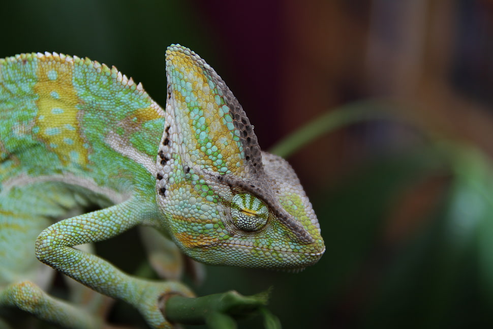 Green chameleon selective focus photo HD wallpaper | Wallpaper Flare