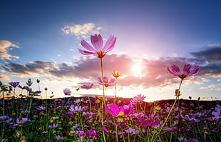pink flowers under white clouds HD wallpaper