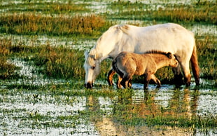 white horse with stead