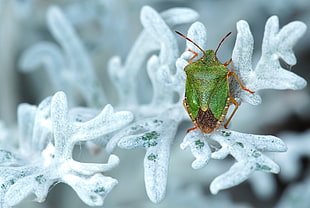 green stink bug on snow covered leaf HD wallpaper