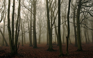 landscape photography of forest