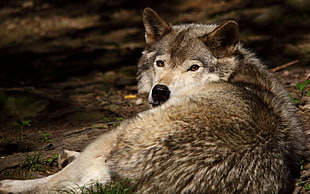 macro shot of gray and white wolf