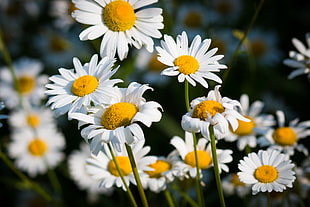 white Daisies selective focus photography at daytime, duluth HD wallpaper