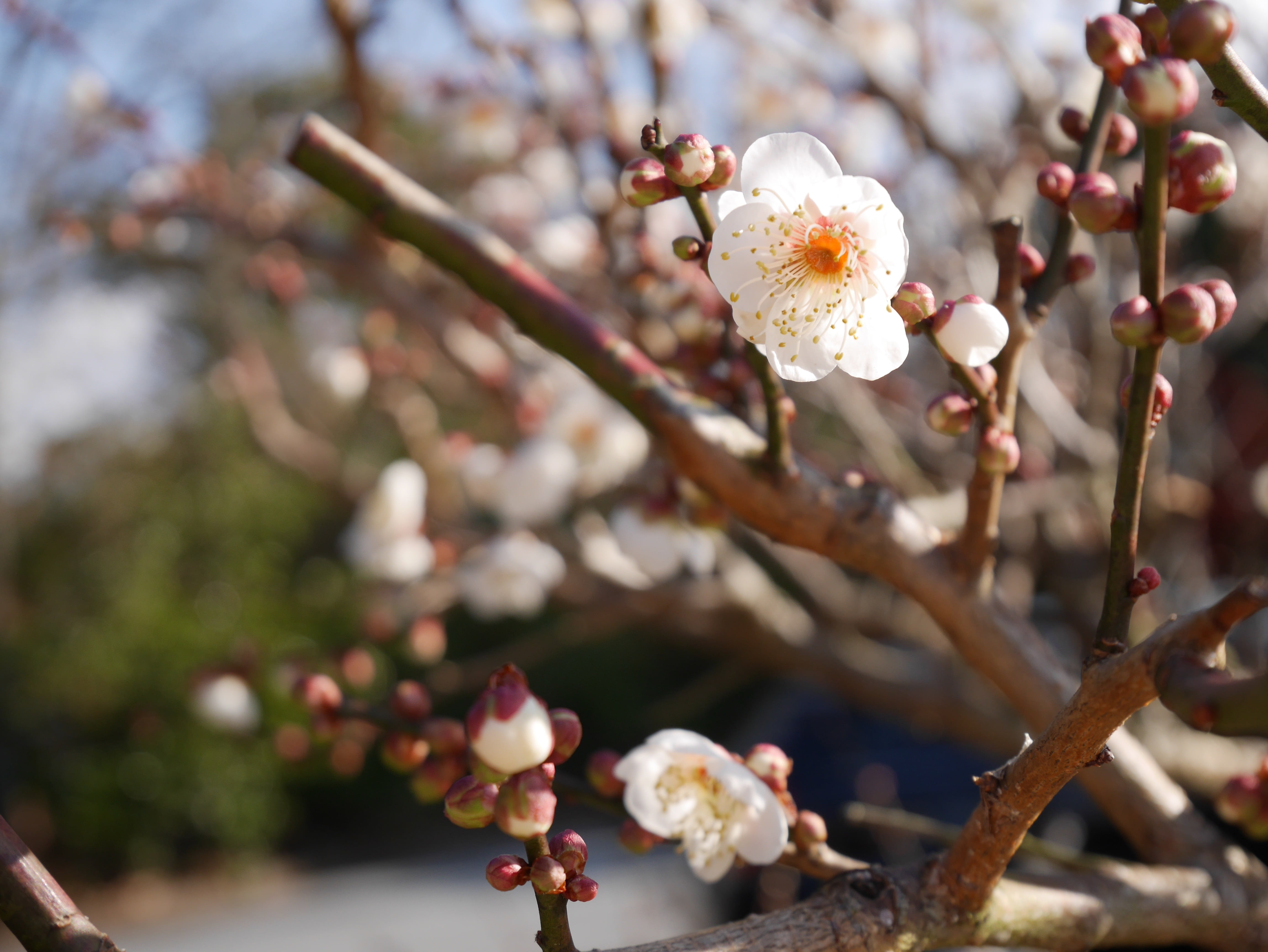 shallow focus of cherry blossom
