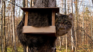 black cat inside brown wooden cage in tree HD wallpaper