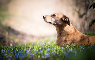 short-coated tan dog, animals, nature, flowers, plants
