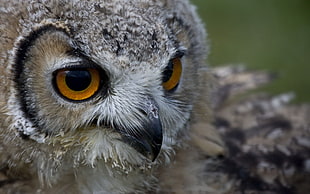 brown and gray owl, owl, animals, birds