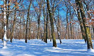 withered trees surrounded by snow HD wallpaper