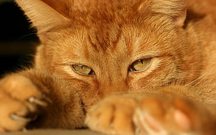 closeup photo of orange cat HD wallpaper