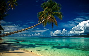 body of water and trees nature photography, nature, landscape, beach, tropical