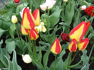 pink and red flowers