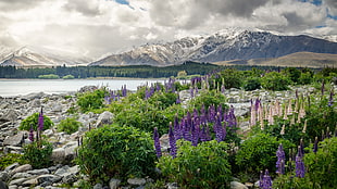 aerial photo of lake surrounded by snowed mountain with flowers