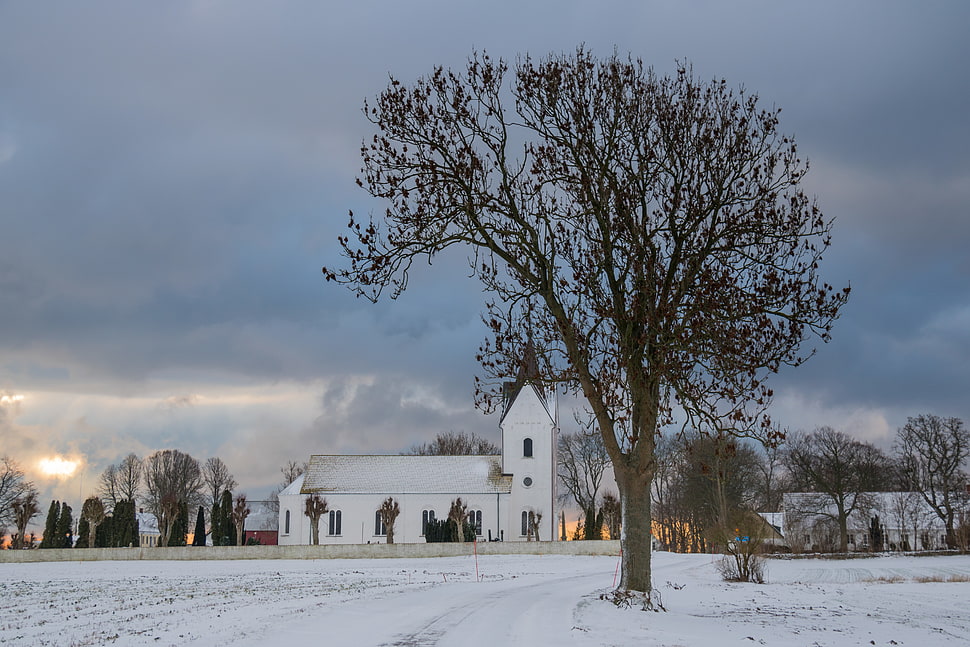 leafless tree on snowland during under cloudy sky near church HD wallpaper