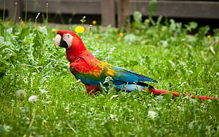 red Macaw in green grass HD wallpaper