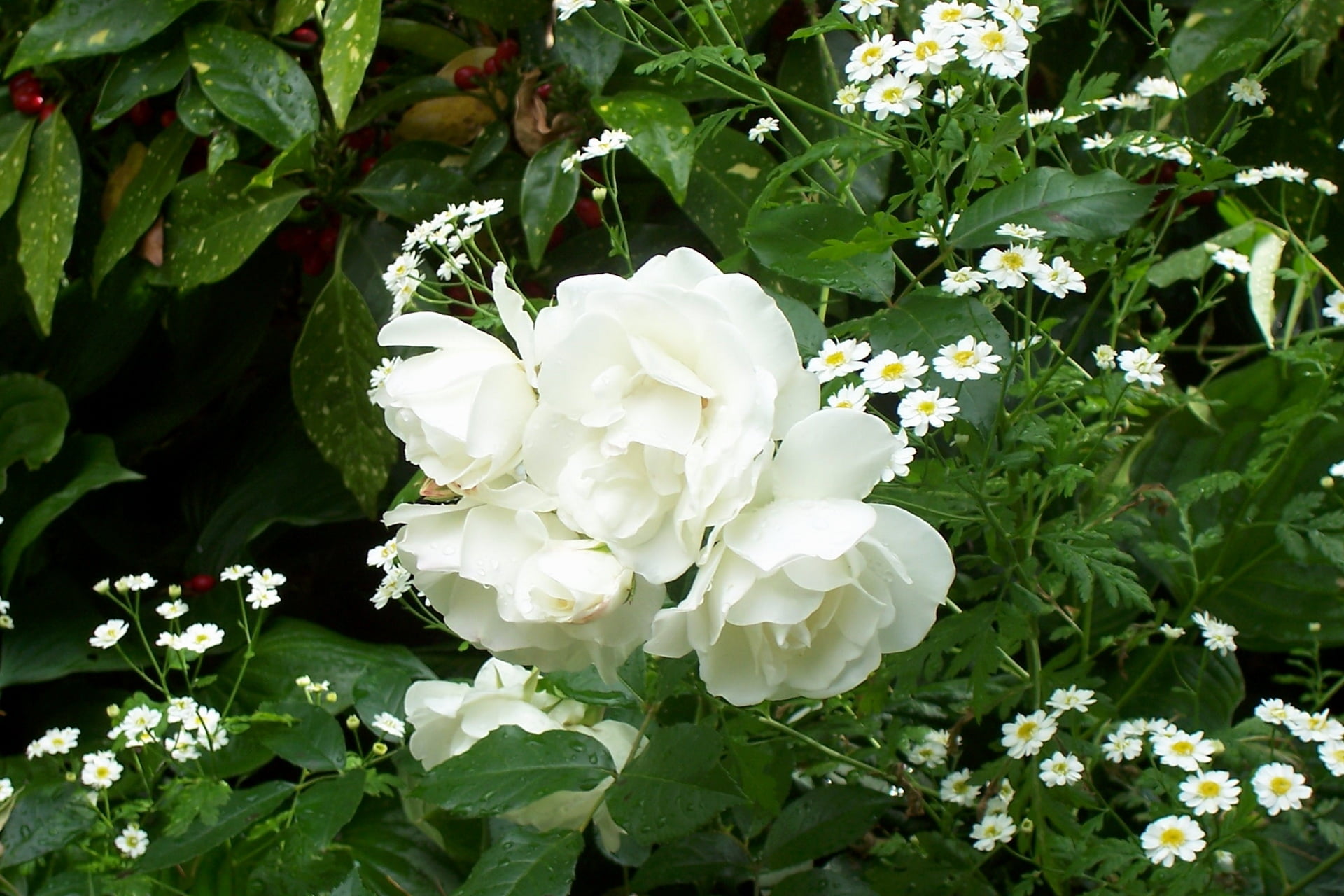 white petaled flowers