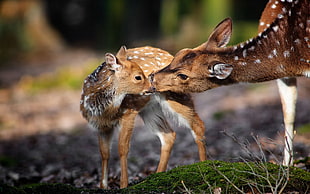 two brown deers, nature, animals, deer, baby animals HD wallpaper