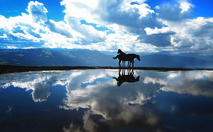 silhouette of horses during sunset, horse, landscape, nature, animals